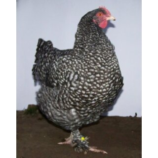 Mechelner Zuchttiere Henne