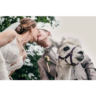 Hochzeitsalpakas -  Hochzeitsfotos mit Alpakas