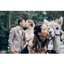 Hochzeitsalpakas -  Hochzeitsfotos mit Alpakas