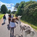 Kindergeburtstag mit Alpakas auf dem Engelshof